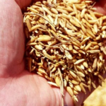 Rozliczanie sprzedaży rolnika ryczałtowego