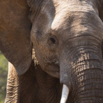 Jakich towarów nie można importować i eksportować?