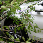 Naprawa samochodu służbowego na koszt pracownika