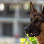 Pies w kosztach firmy