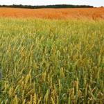 Program do faktur dla rolnika ryczałtowego