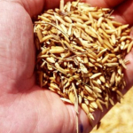 Prowadzenie KPiR przez rolnika