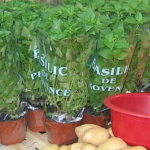 Podatek od sezonowej sprzedaży warzyw i owoców